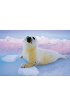 Obrázok pre Puzzle Seal Cub /1/