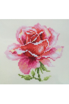 Obrázok pre Sada Ružová ruža 150002